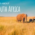 books about south africa image with elephants on safari