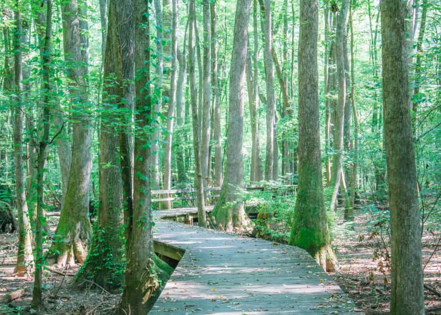 A wooden boardwalk winds through a lush green forest with tall trees and dappled sunlight filtering through the leaves in Huntsville, Alabama. The smooth path and peaceful setting make it an ideal kid friendly hiking trail.