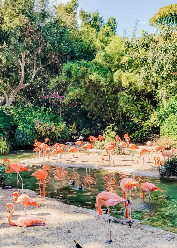 San Diego Zoo vs Safari Park - flamingos in pond at San Diego Zoo