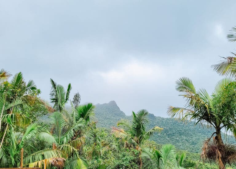 The Best Things To Do in El Yunque: How to Spend a Day in Puerto Rico’s Rainforest