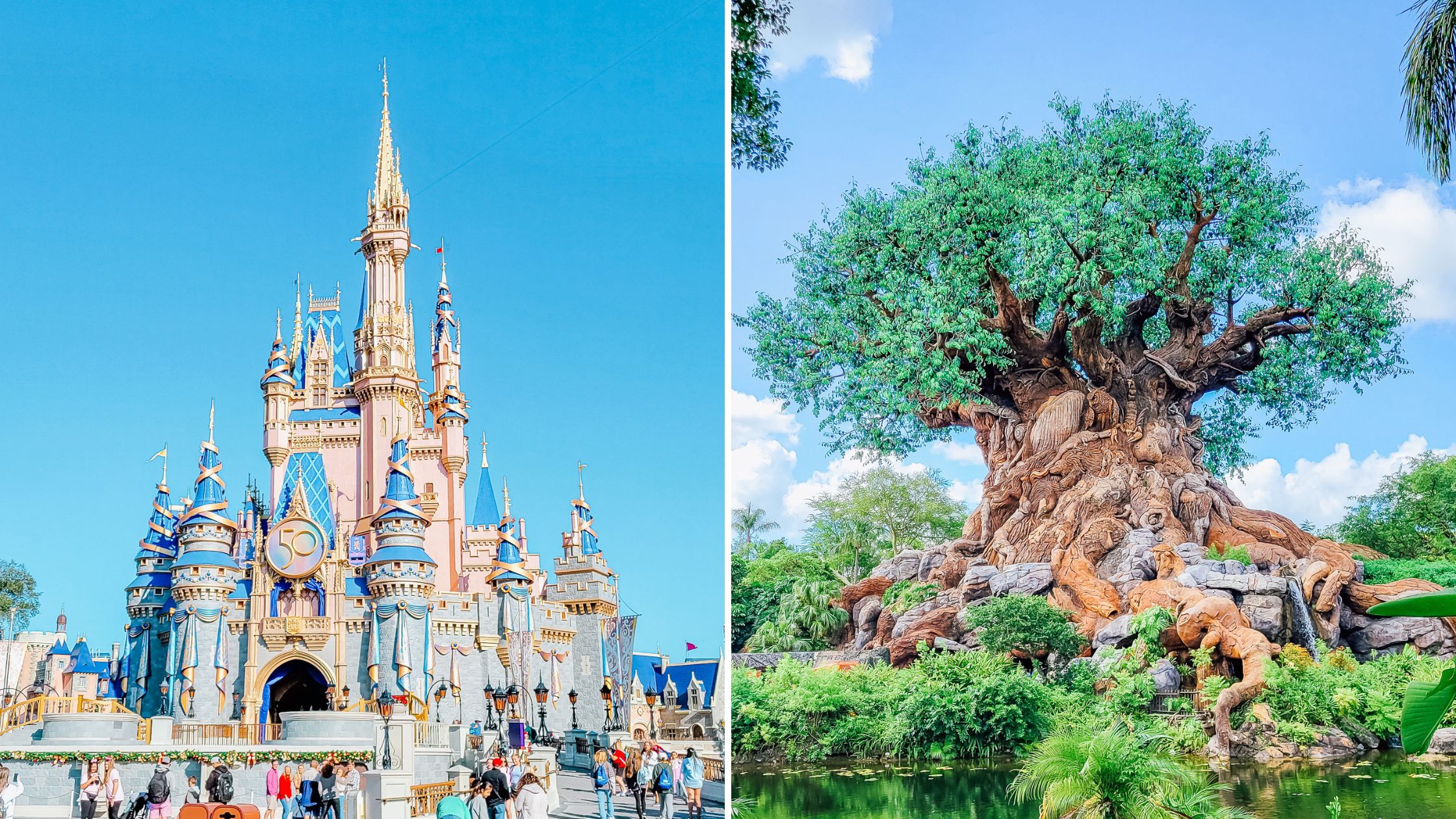 Magic Kingdom Castle and Animal Kingdom Tree of Life