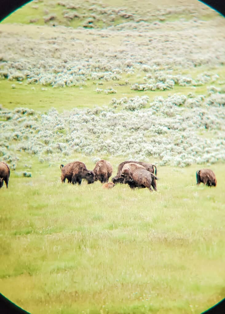 Viewing bison with a calf through binoculars in Lamar Valley