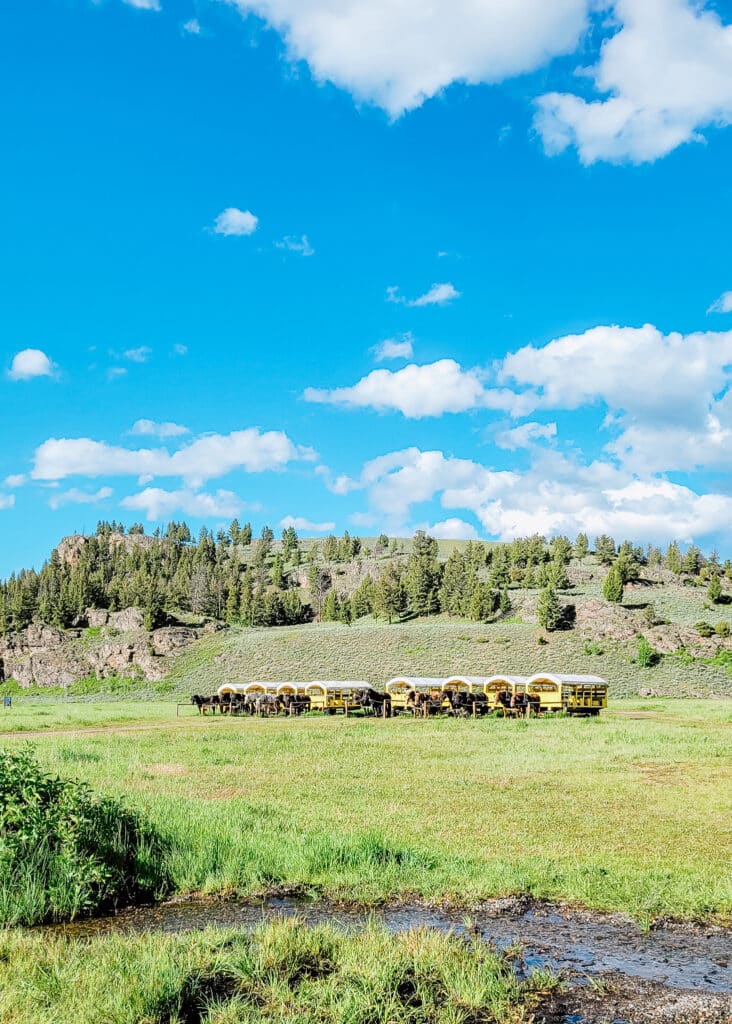 Stagecoaches lined up in Yellowstone field