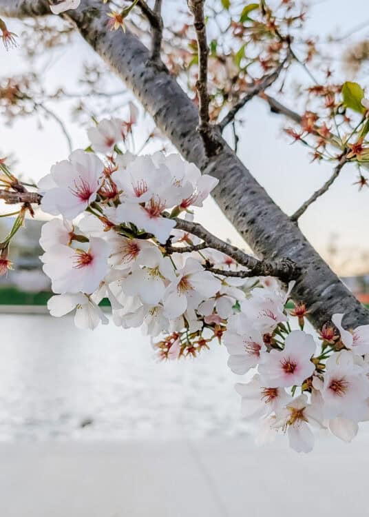 Close-up of delicate white cherry blossoms with soft pink centers blooming on a tree branch, with the trunk and blurred water in the background creating a calm spring scene.