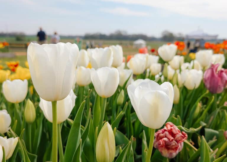 Close-up of white tulips blooming in a flower field, with colorful tulips and visitors softly blurred in the background under a lightly clouded sky.