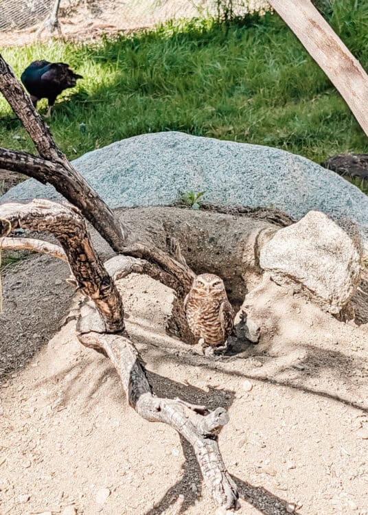 Small brown owl standing in a shallow dirt hollow beneath a tree with textured branches stretching overhead. A black bird perches on a branch above while green grass and rocks frame the quiet outdoor setting.
