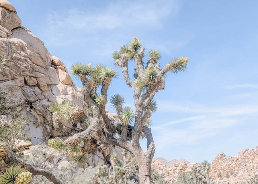 Joshua tree with twisting branches and spiky green leaves growing among large rock formations under a clear blue sky. The rugged desert landscape stretches into the distance, highlighting the plantโs unique shape and dry surroundings.