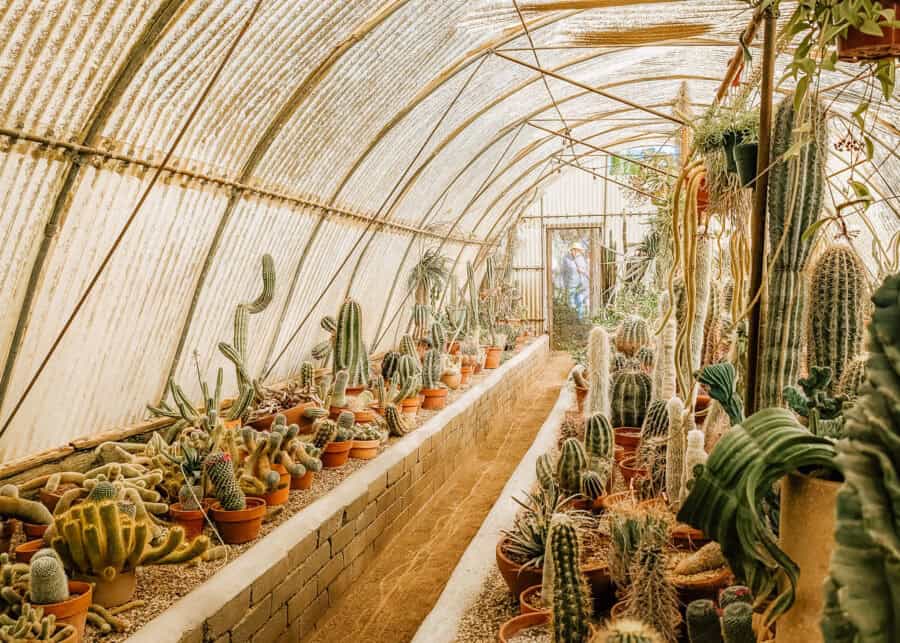 Narrow greenhouse tunnel filled with rows of potted cacti and succulents on raised beds along a sandy walkway. Sunlight filters through the curved translucent roof while a person stands in the doorway at the far end, adding depth to the warm desert plant setting.