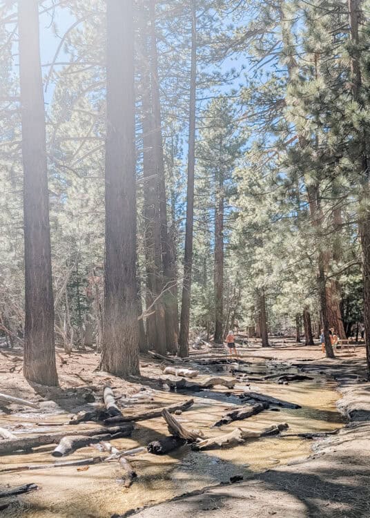 Shallow creek winding through a forest of tall pine trees with sunlight streaming through the branches and people walking along the sandy banks. Fallen logs rest in the water, creating a calm and natural woodland scene.
