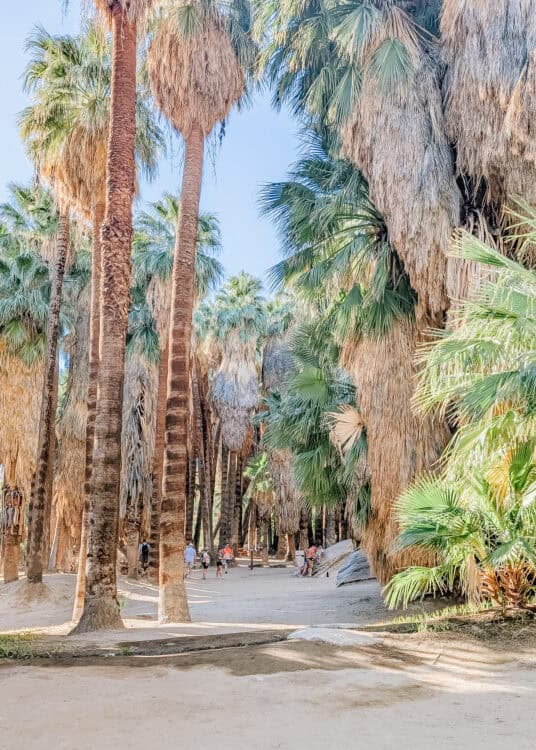 Tall palm trees with shaggy brown and green fronds line a sandy path where people walk and gather beneath the shade. Sunlight filters through the dense grove, creating a warm and relaxed desert oasis atmosphere.