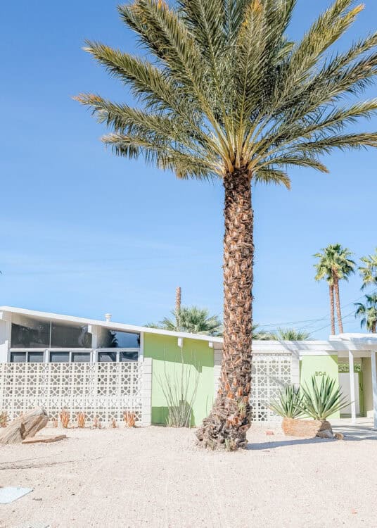 Tall palm tree rising in front of a mid century modern home with pale green exterior walls, white breeze block details, and desert landscaping. The sandy yard features succulents and rocks under a clear blue sky, creating a bright and minimalist desert neighborhood scene.