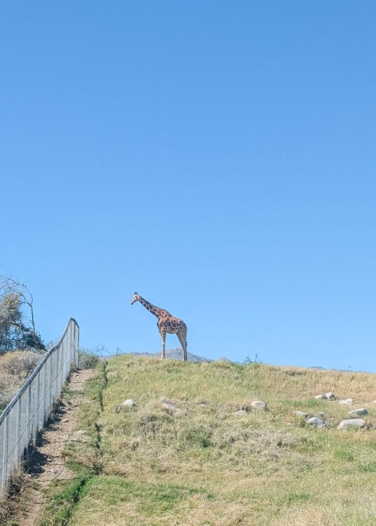 A single giraffe stands on a grassy hill beside a tall fence under a wide clear blue sky. The distant mountains and open space around the giraffe create a peaceful desert landscape scene.