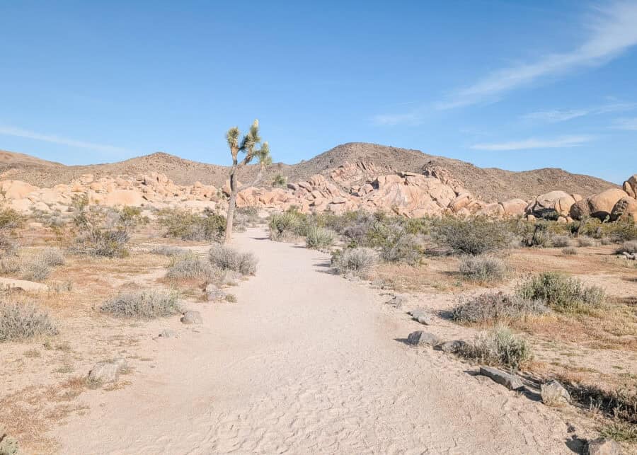 A sandy trail winds through Joshua Tree National Park past a lone Joshua tree with rugged granite boulders and desert mountains stretching across the background. The peaceful landscape captures the wide open scenery and iconic desert terrain that make the park a favorite for hiking and sightseeing.