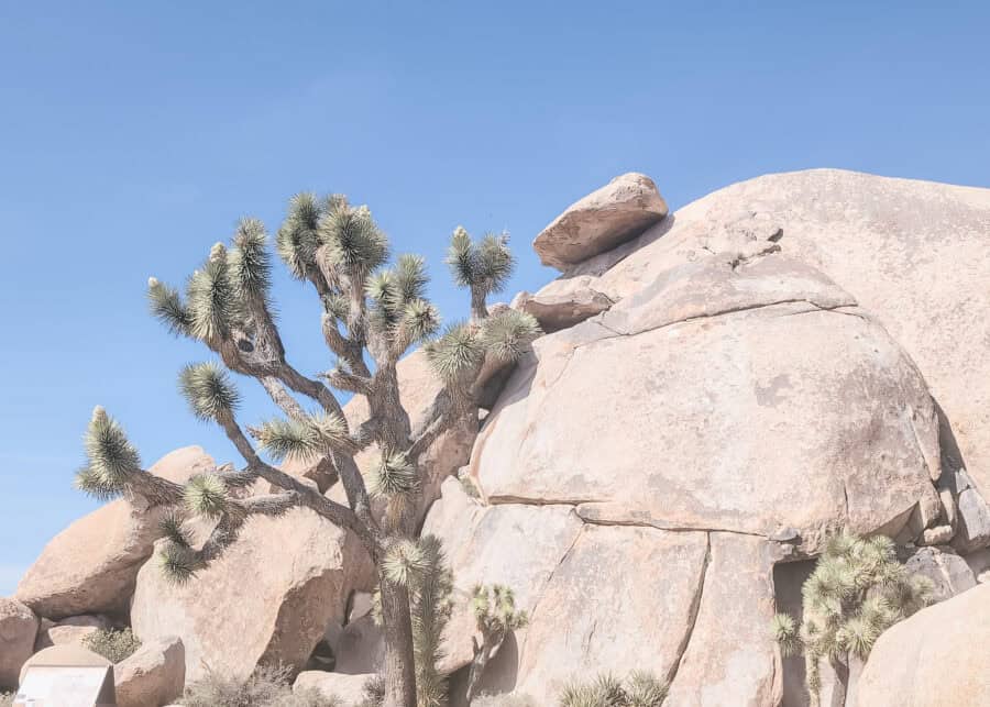 A Joshua tree stands beside massive rounded granite boulders beneath a clear blue sky in Joshua Tree National Park. The iconic desert landscape highlights the park's distinctive rock formations and native Joshua trees that make this destination so recognizable.