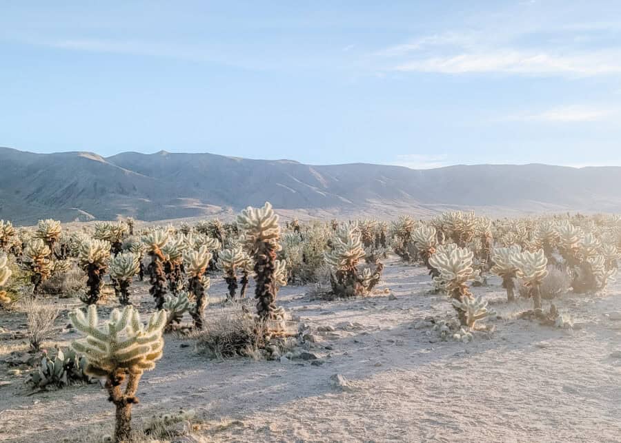 A wide view of the Cholla Cactus Garden in Joshua Tree National Park with hundreds of teddy bear cholla cacti stretching across the desert floor toward a mountain range. Warm late afternoon sunlight illuminates the glowing white spines, creating a striking contrast against the blue sky and rugged desert landscape.