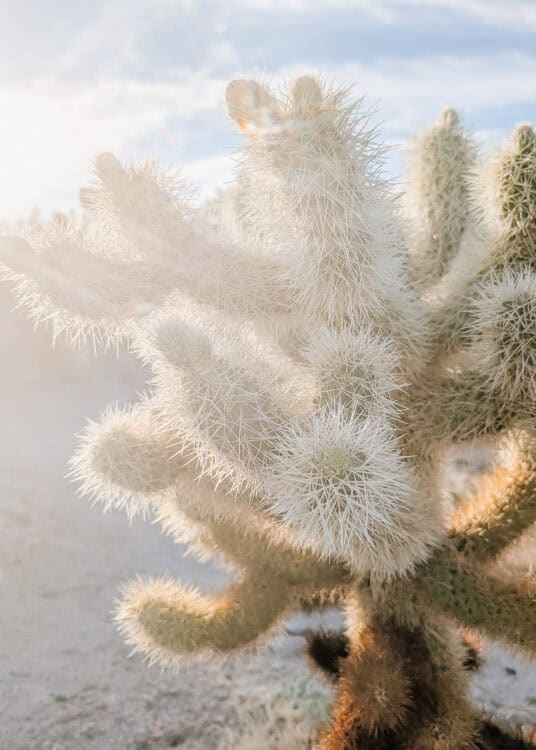 Close up of a teddy bear cholla cactus glowing in warm sunlight, with its dense white spines illuminated against a soft blue desert sky. The backlighting highlights the cactus's fuzzy appearance while revealing the sharp spines that make this iconic Joshua Tree National Park plant so distinctive.