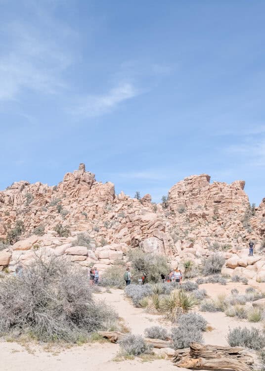 Visitors walk along a sandy trail through Joshua Tree National Park surrounded by desert shrubs, yucca plants, and towering granite rock formations beneath a wide blue sky. The winding path and rugged landscape showcase one of the park's most popular hiking areas and distinctive high desert scenery.