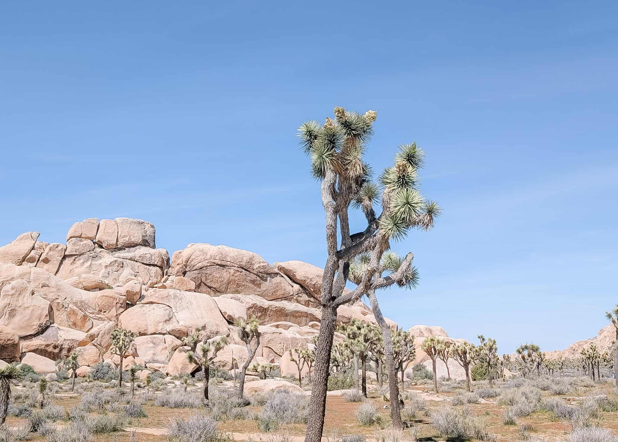 A Joshua tree stands in front of massive rounded granite boulders in Joshua Tree National Park beneath a clear blue desert sky. Low desert shrubs and additional Joshua trees stretch across the landscape, highlighting the park's iconic rock formations and unique high desert scenery.