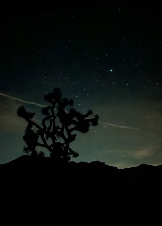 A silhouetted Joshua tree stands against a star filled night sky in Joshua Tree National Park, with rugged mountain ridges fading into the darkness below. The peaceful desert scene highlights the park's dark skies and the striking outline of its iconic tree beneath countless stars.