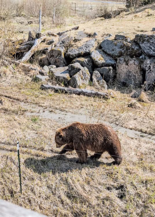 A large brown bear walks through a grassy enclosure with dark rocks and fallen logs behind it. Its thick brown fur catches the sunlight as it moves across the open ground.