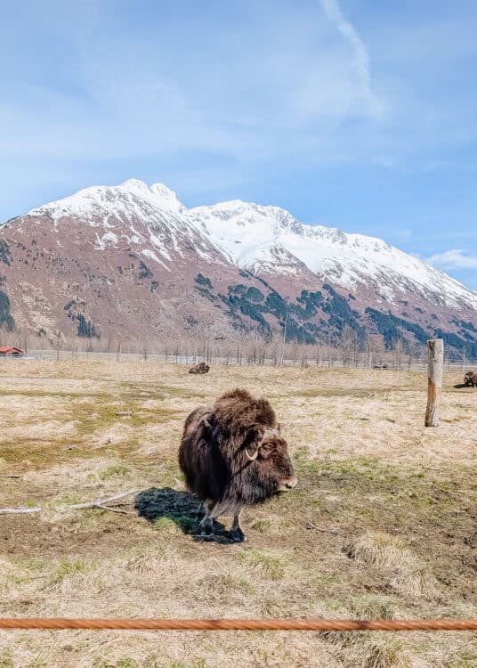 A shaggy musk ox with curved horns stands in a grassy field beneath towering snow covered mountains in Alaska. The rugged mountain backdrop highlights the dramatic scenery surrounding the animal.