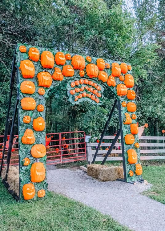 A large arch covered with carved jack o lanterns marks the entrance to the "Glowing Pumpkin Forest." The festive fall display leads into a wooded area with hay bales and more glowing pumpkins visible beyond the entrance.