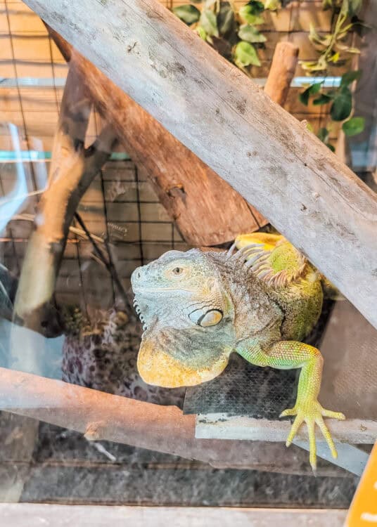 Green iguana rests inside a glass wildlife enclosure with one front leg stretched forward. Its textured scales. Large dewlap. Spiny back. And surrounding wooden branches are clearly visible.